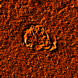 Radio image of Cygnus Loop
